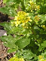 Barbarea vulgaris (fam Cruciferes) (Europe, Asie temperee) (4) (Photo F. Mrugala)